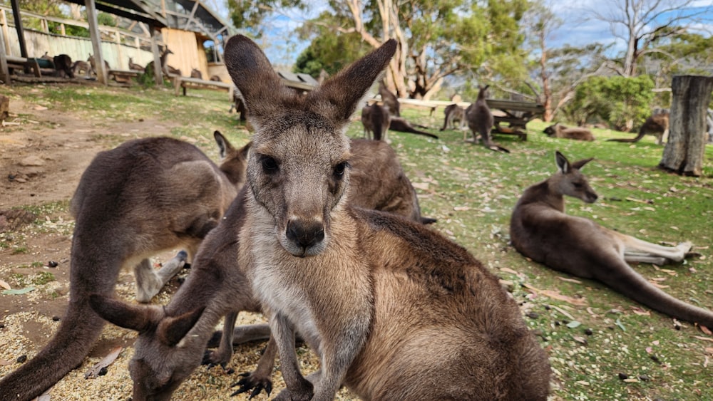 a group of kangaroos in a grassy area