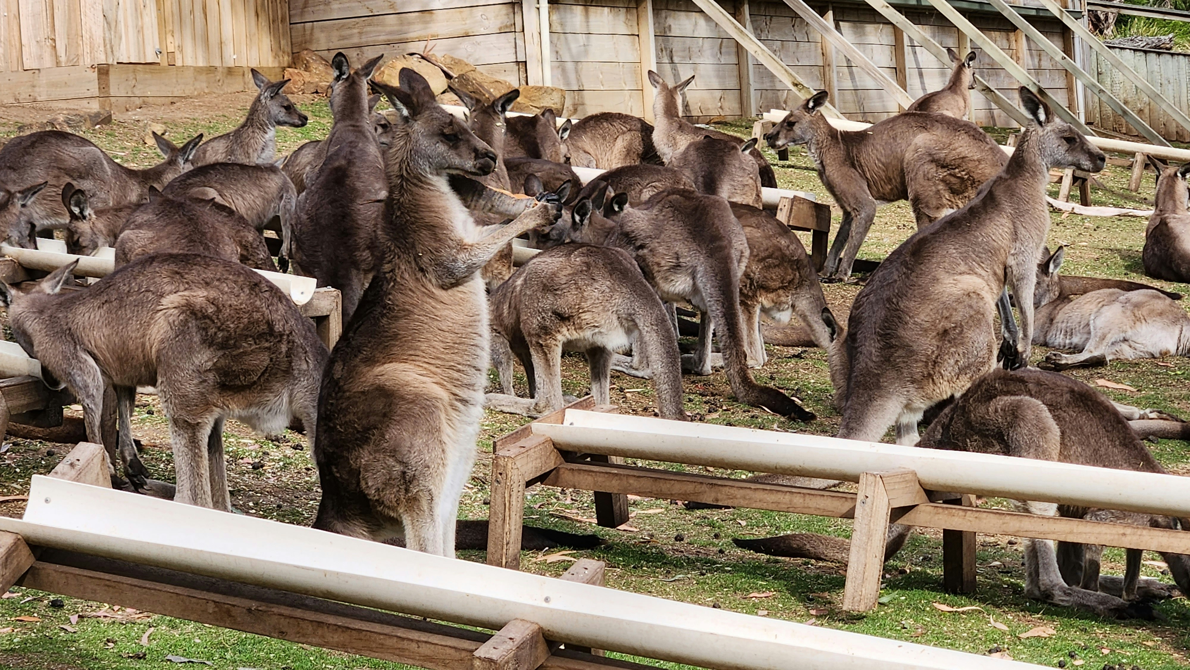a herd of kangaroos are standing in a fenced in area