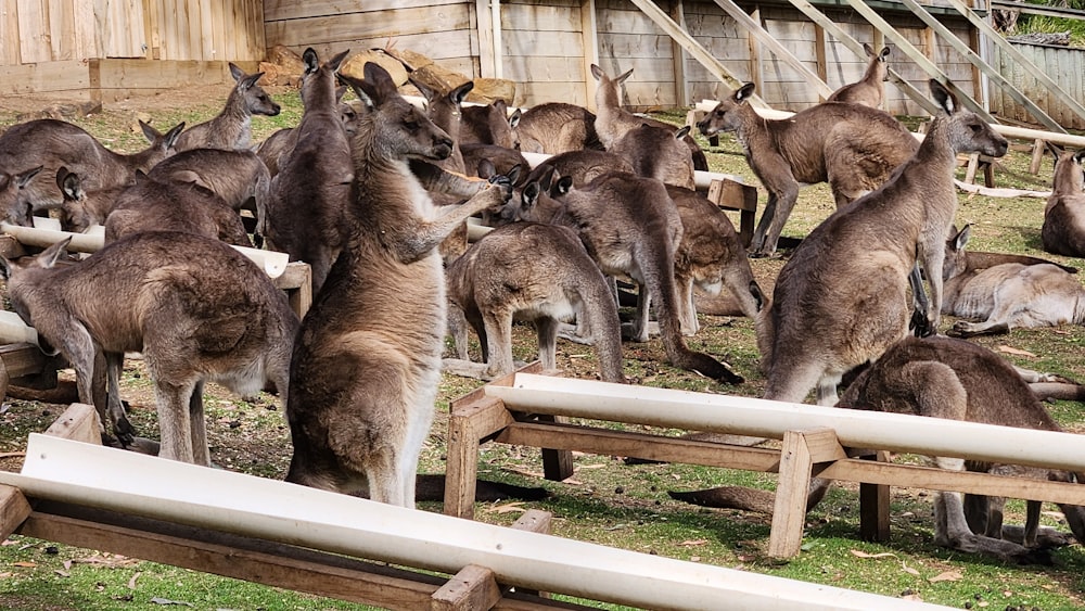 a herd of kangaroos are standing in a fenced in area