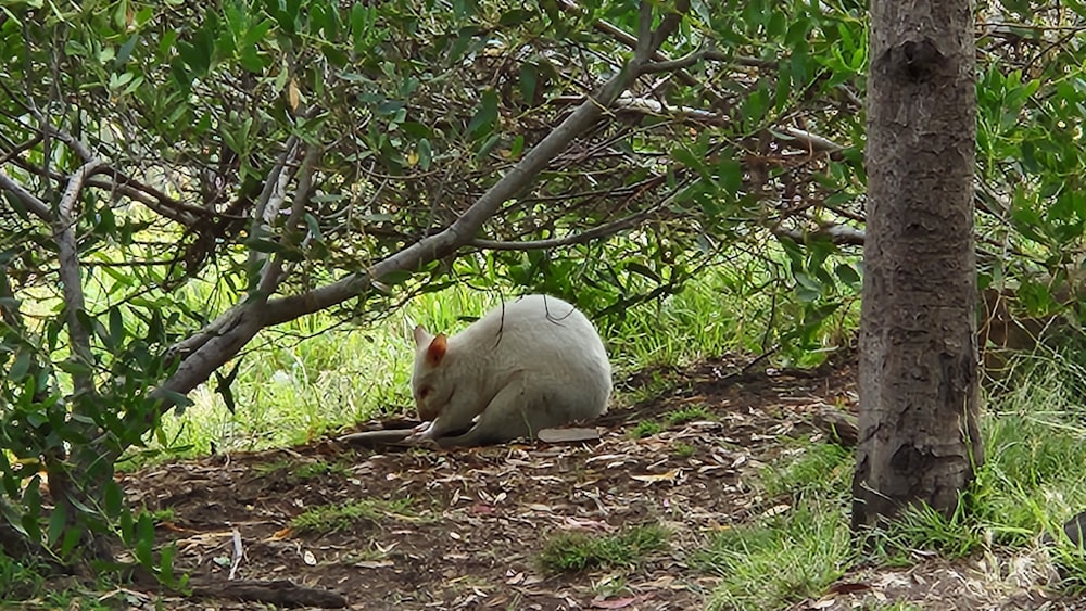 a white animal sitting under a tree in a forest