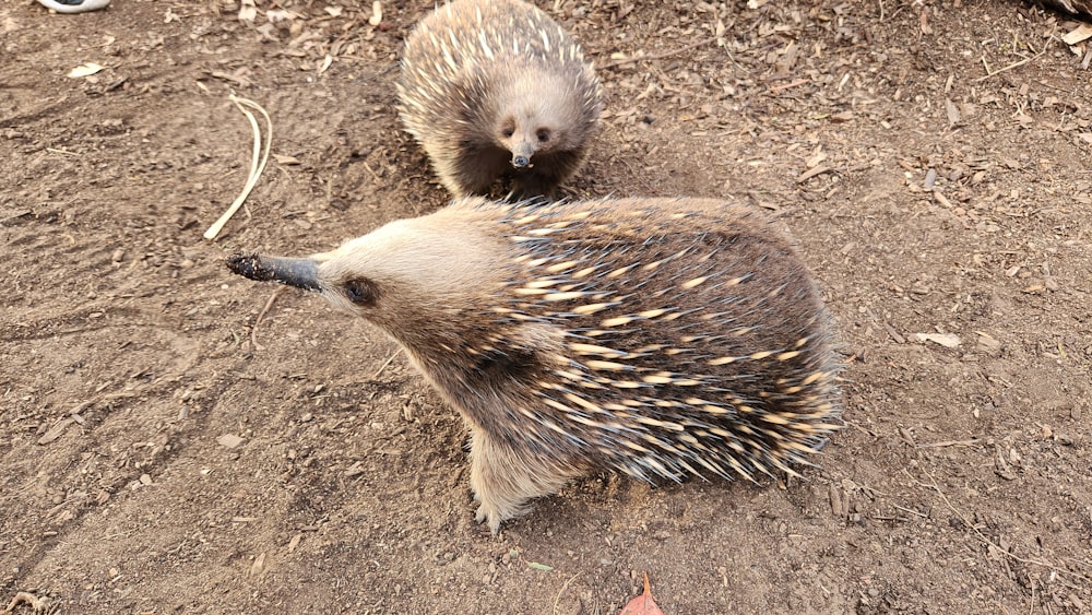 a couple of porcupine walking across a dirt field