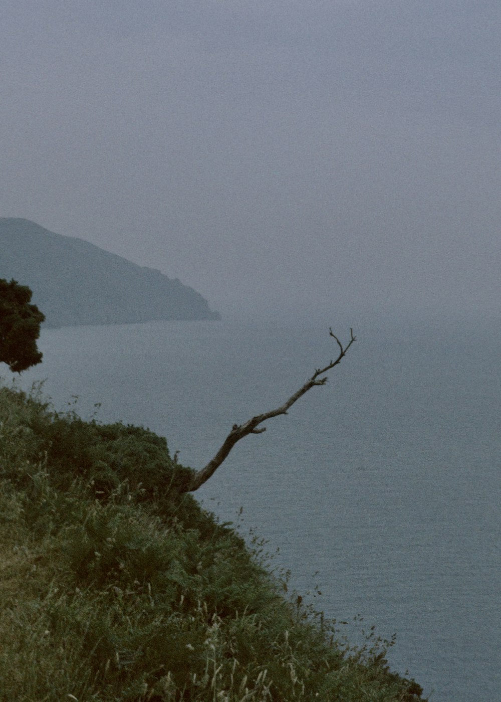 a lone tree on a hill overlooking the ocean