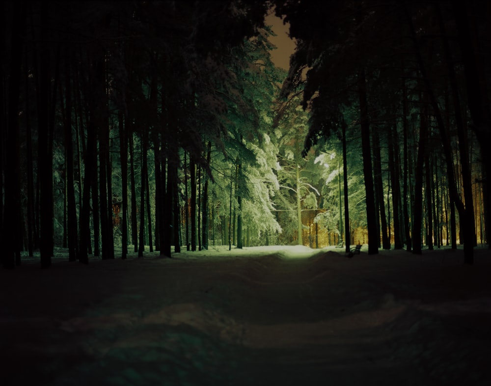 a path through a forest with snow on the ground