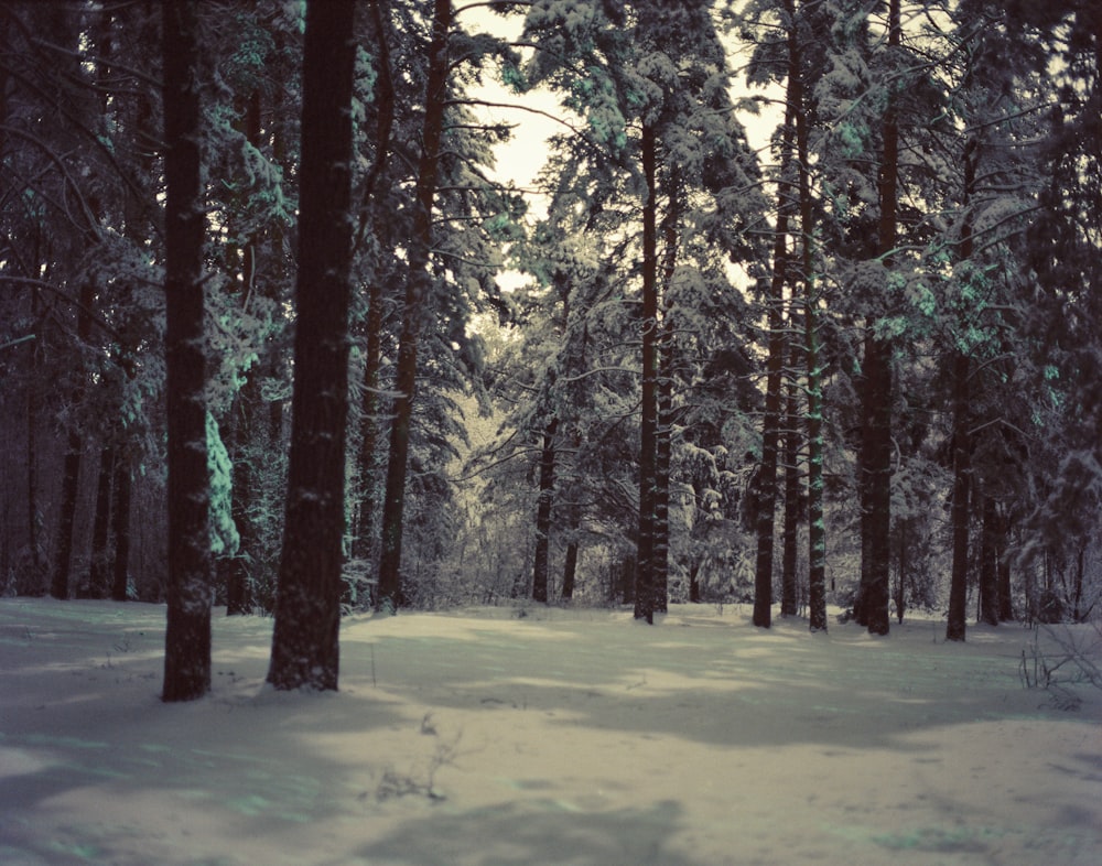 a snow covered forest filled with lots of trees