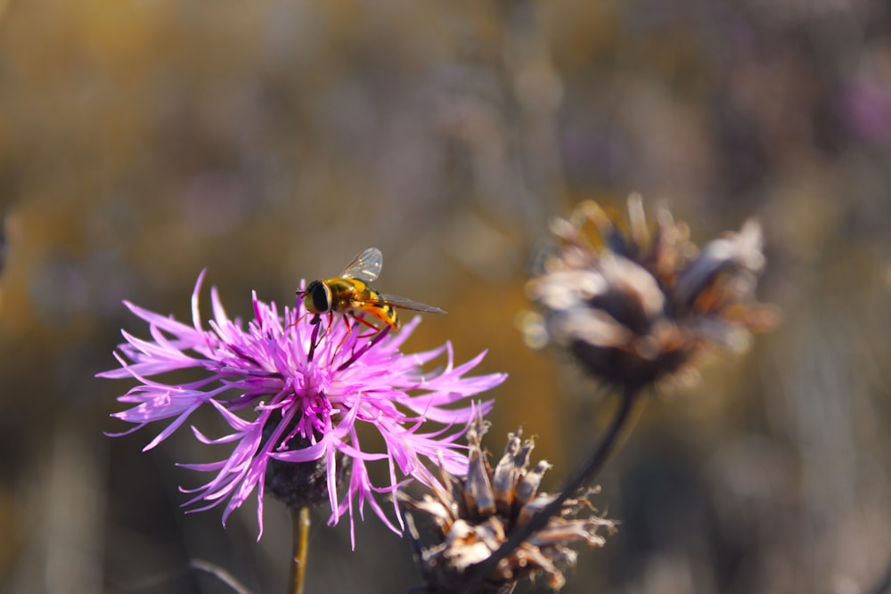 a bee is sitting on a purple flower