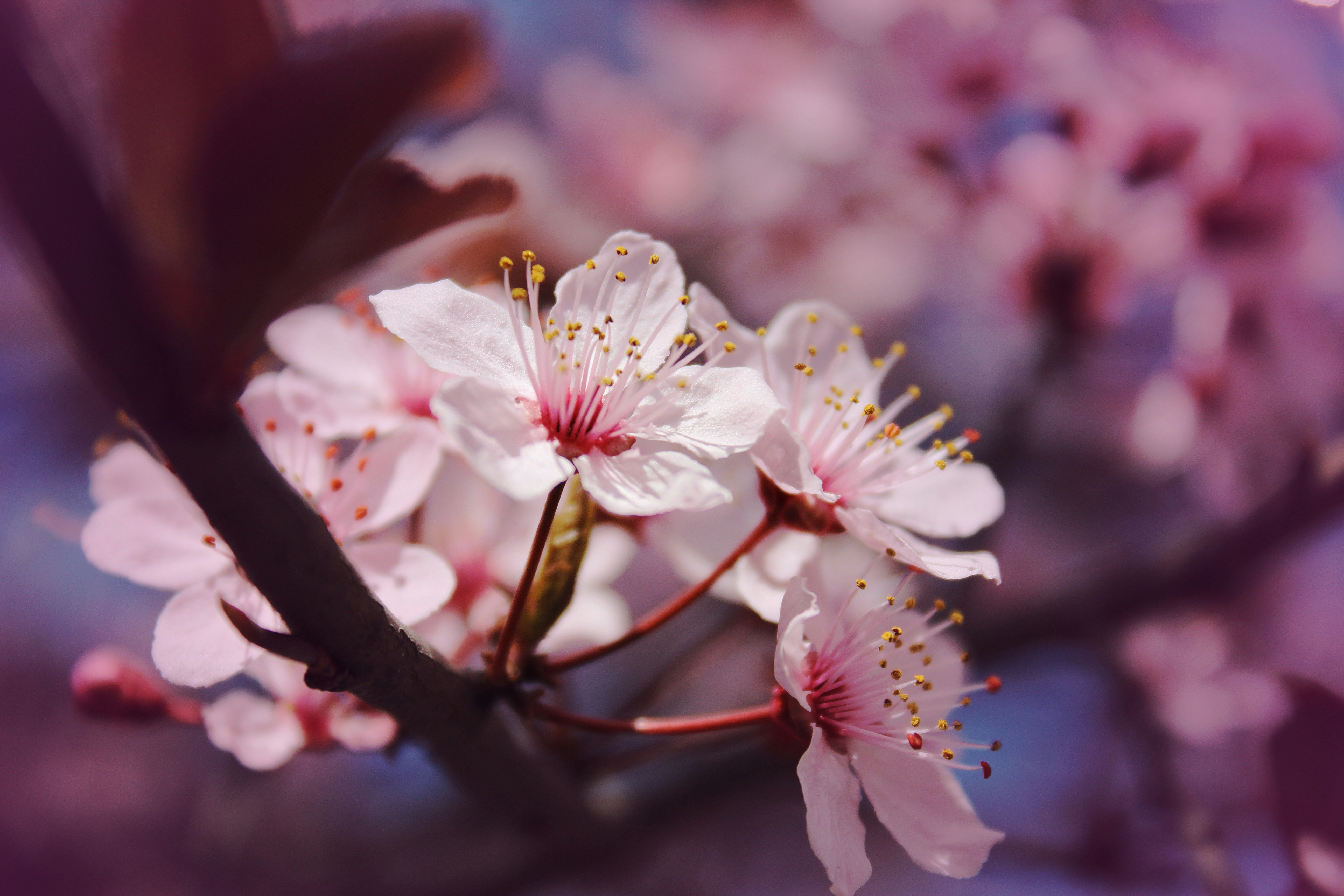 Photo by roxikf