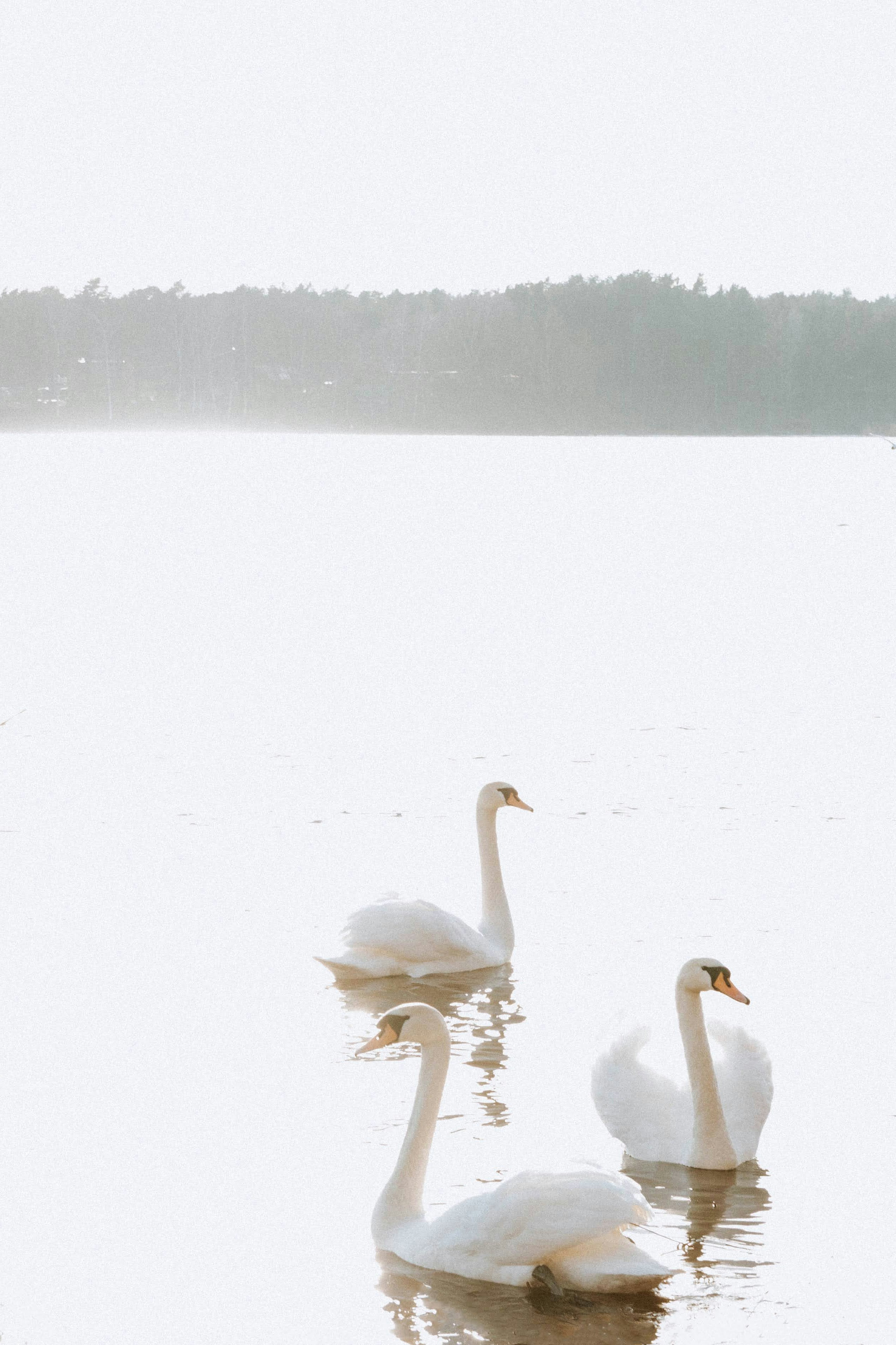Zwei Schwäne schwimmen im Wasser