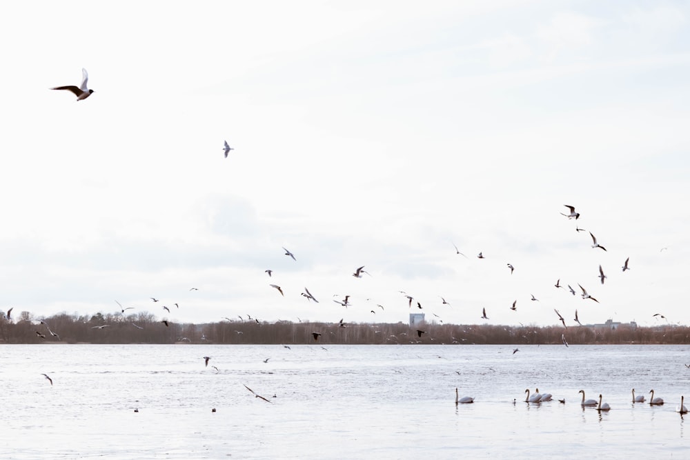 a flock of birds flying over a body of water