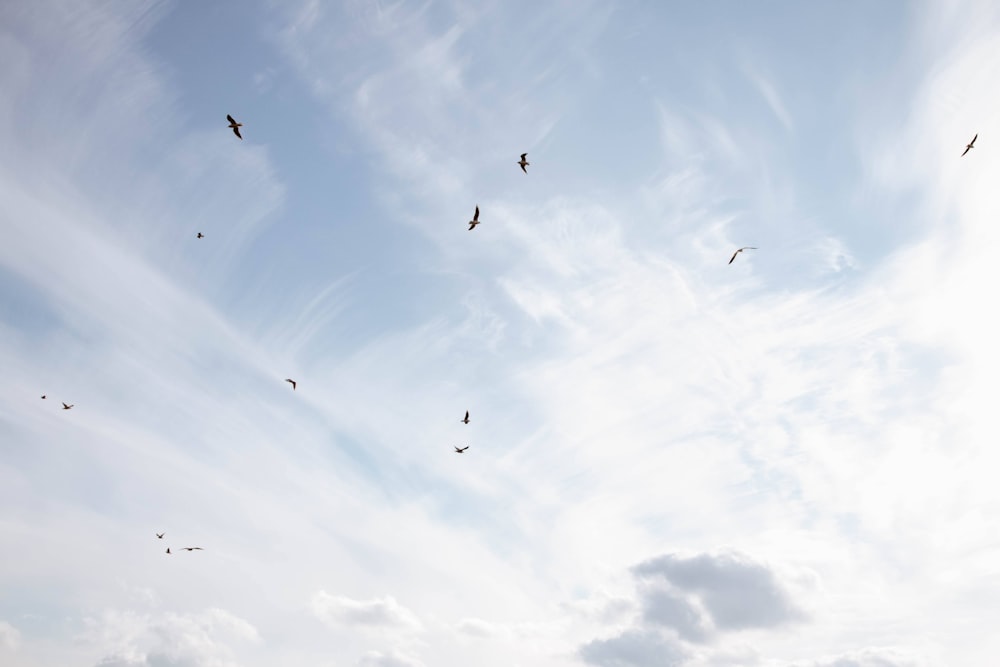 a flock of birds flying through a cloudy blue sky
