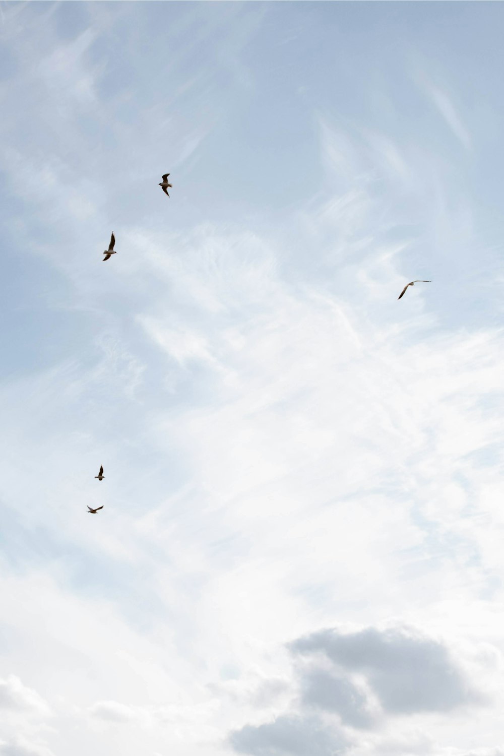 a flock of birds flying through a cloudy blue sky