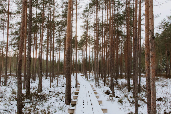a path in the middle of a snowy forest