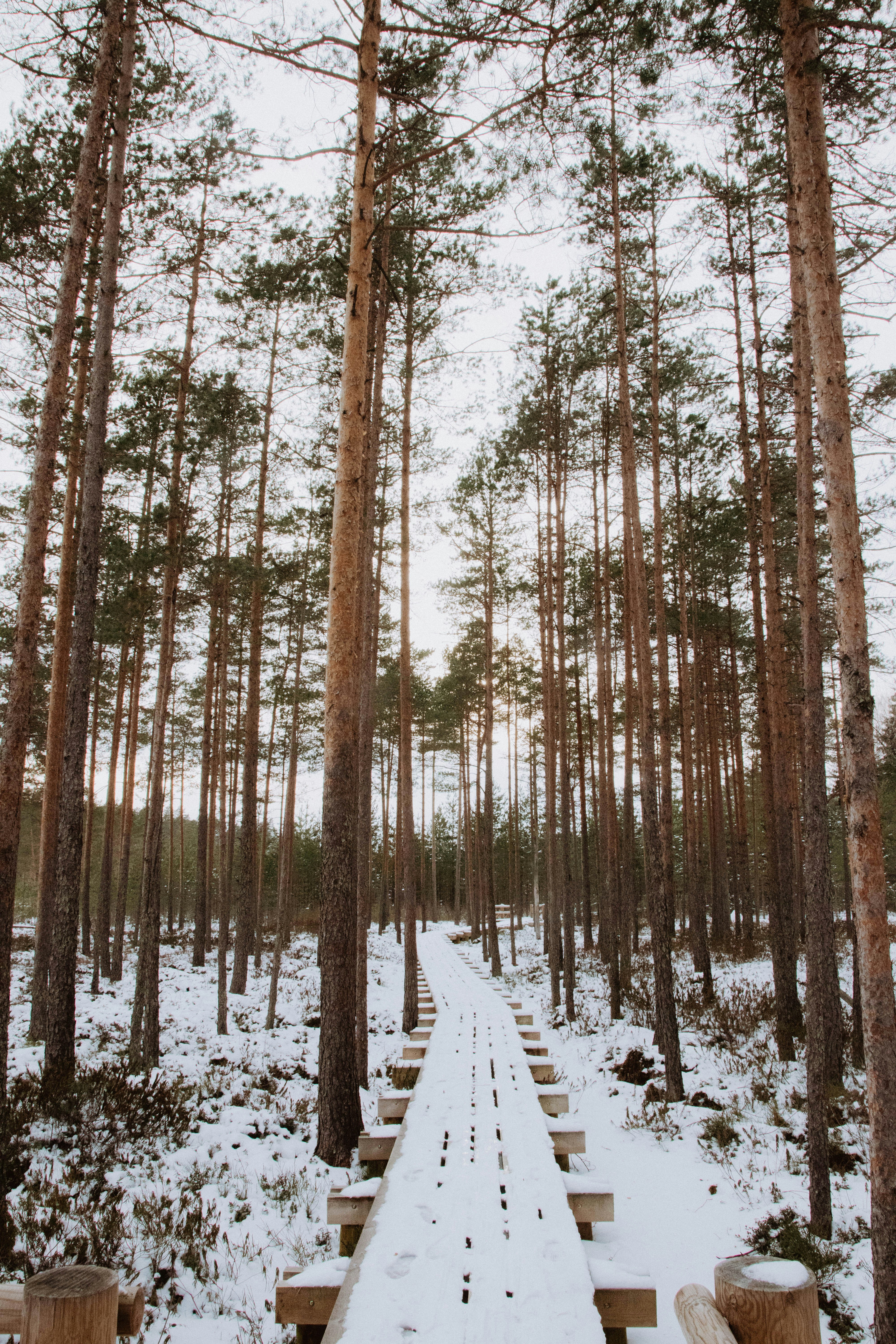 Un sentiero innevato in mezzo a un bosco
