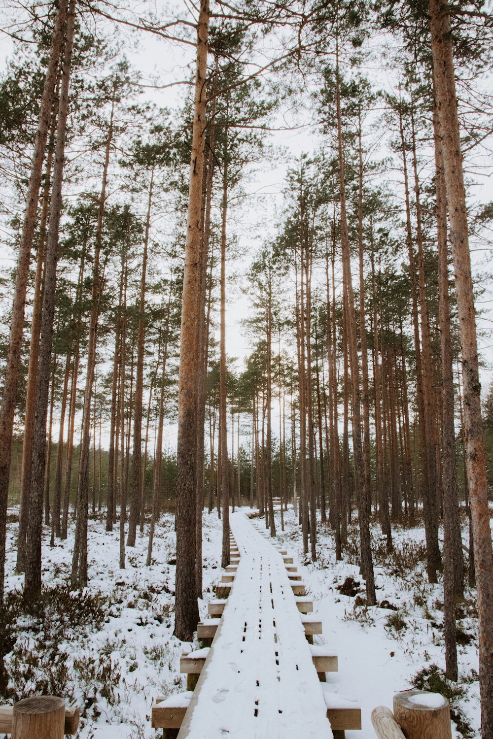 a snow covered path in the middle of a forest