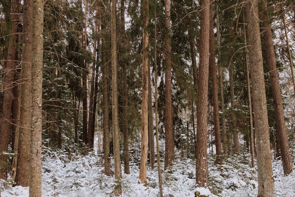 a snow covered forest filled with lots of trees