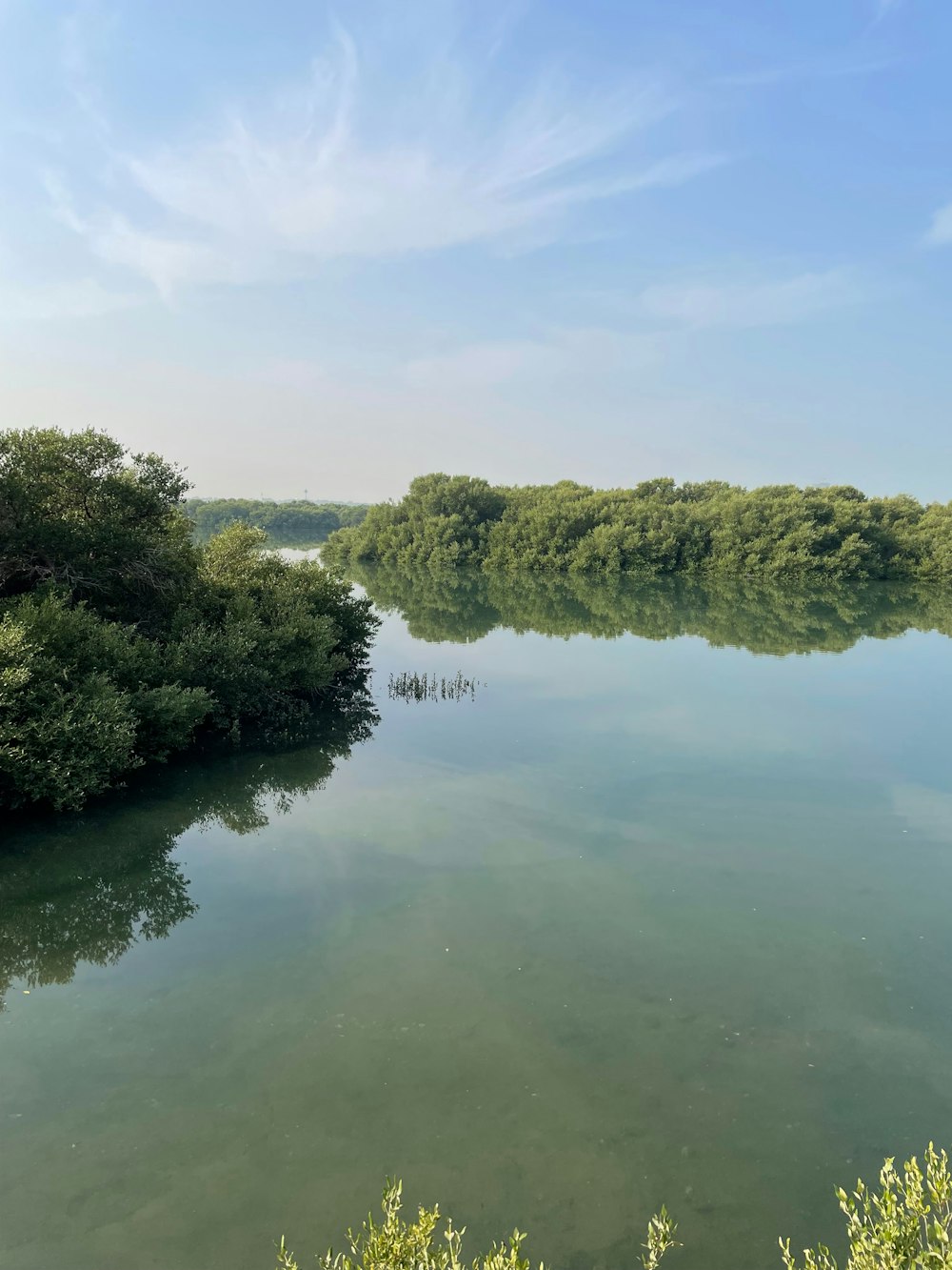 a body of water surrounded by trees and bushes