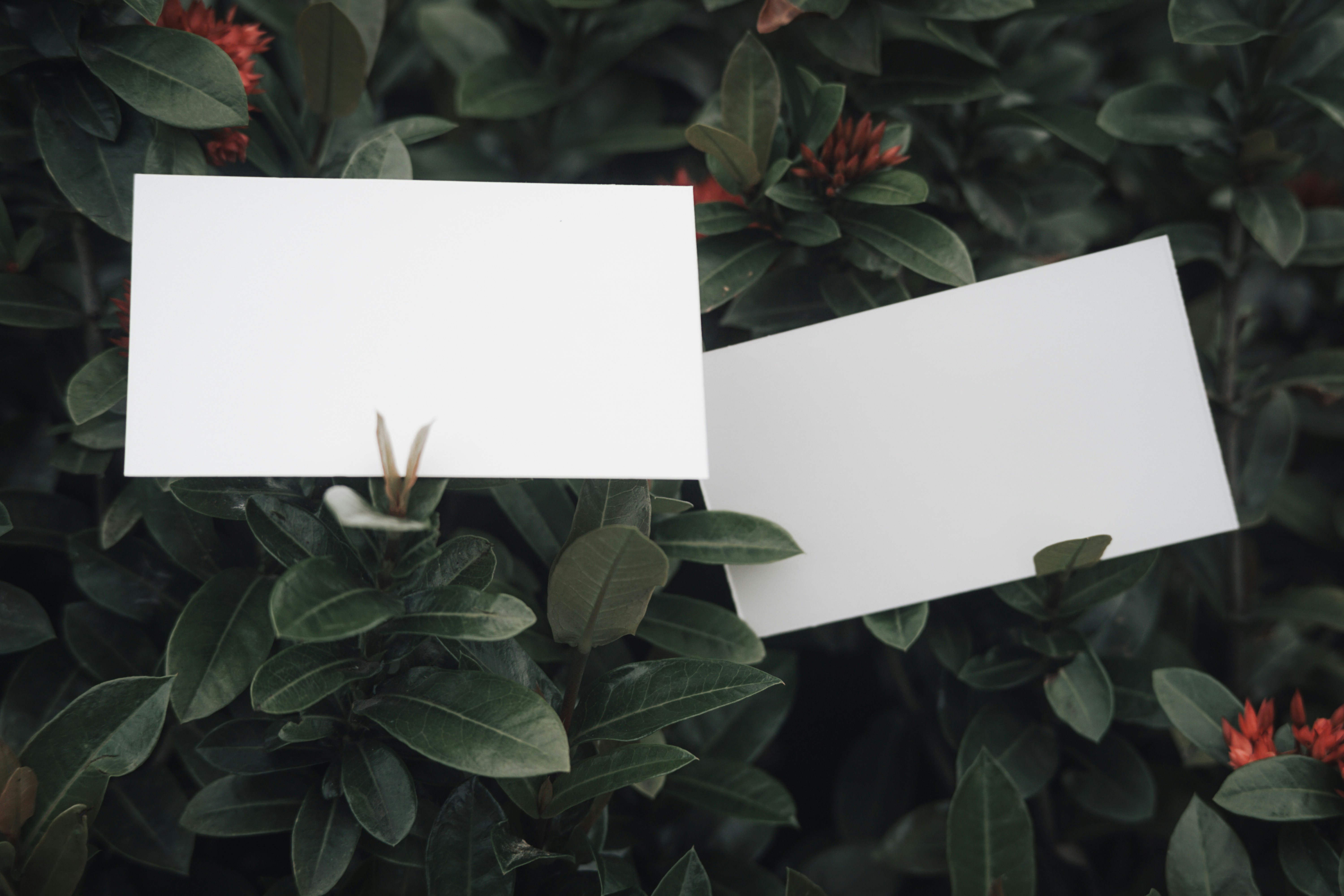 two blank paper cards sitting on top of a bush