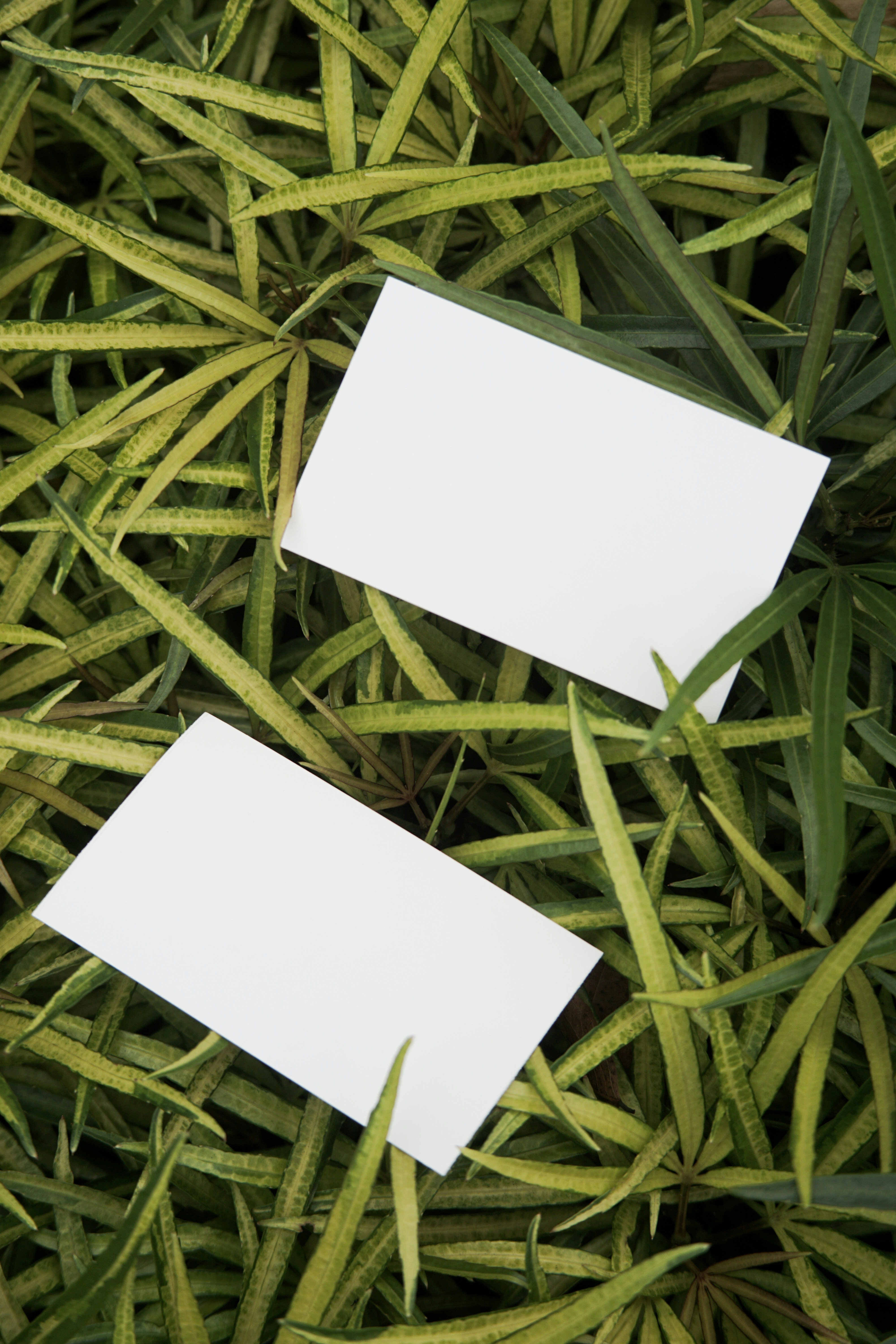 two white paper cards sitting on top of green grass