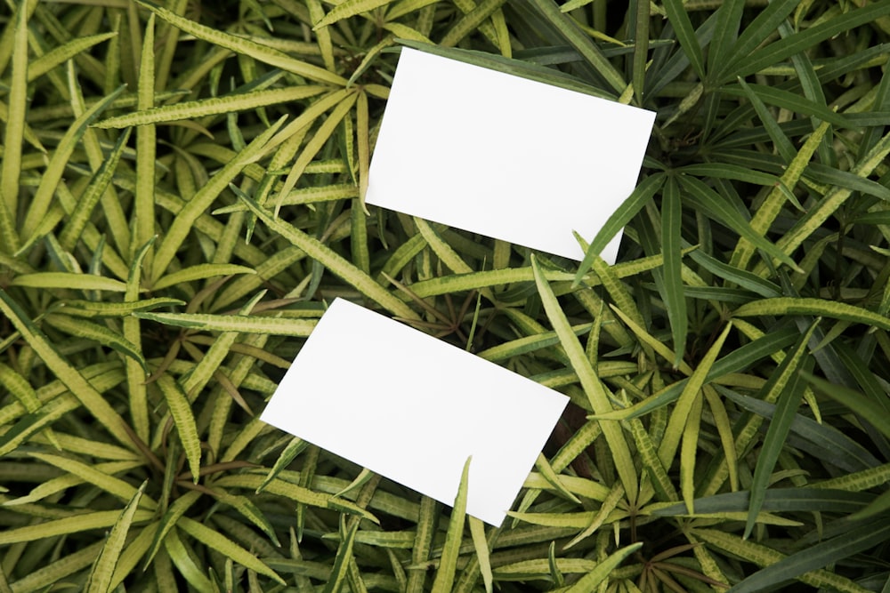 a couple of white cards sitting on top of a lush green field