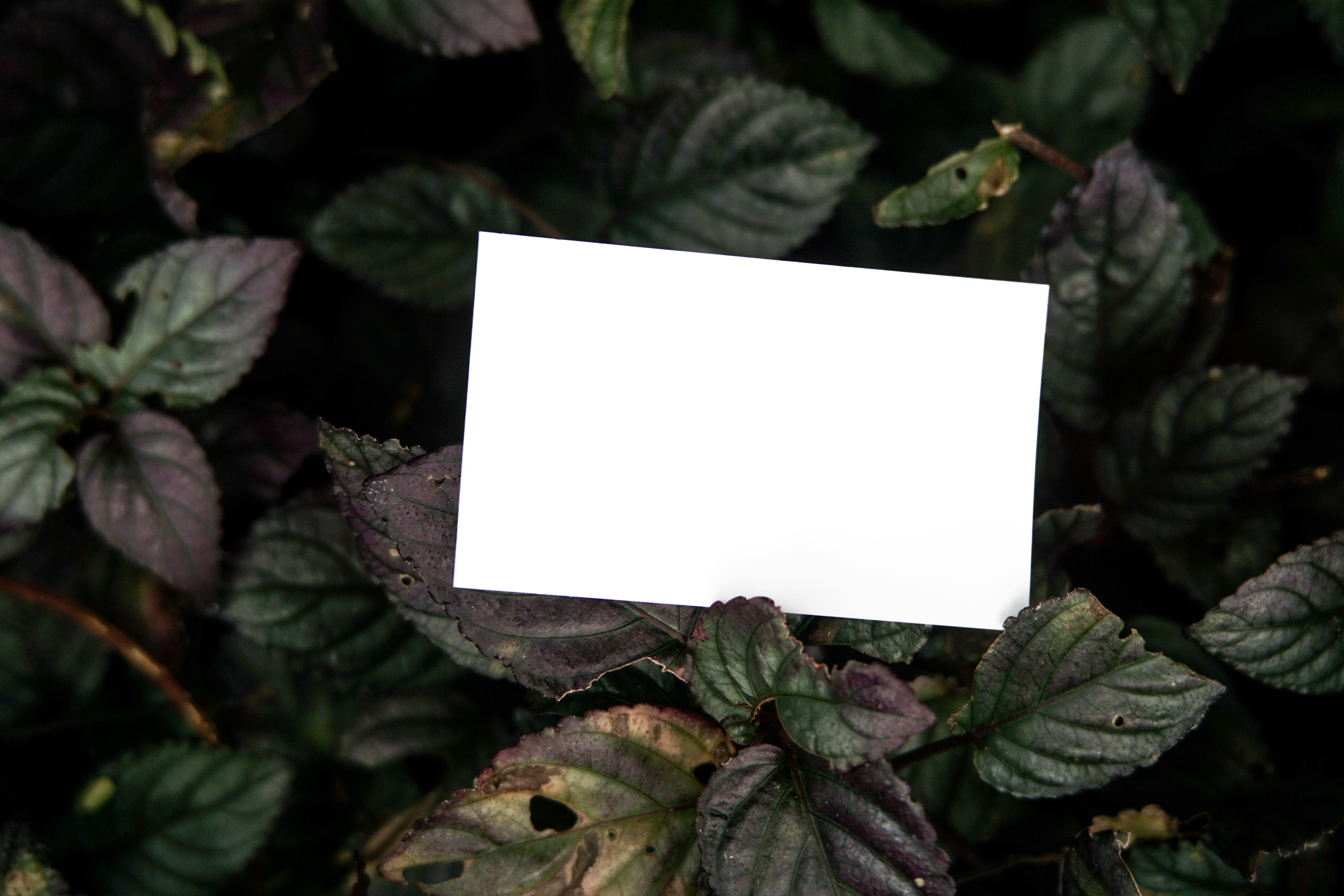 a white piece of paper sitting on top of a green plant