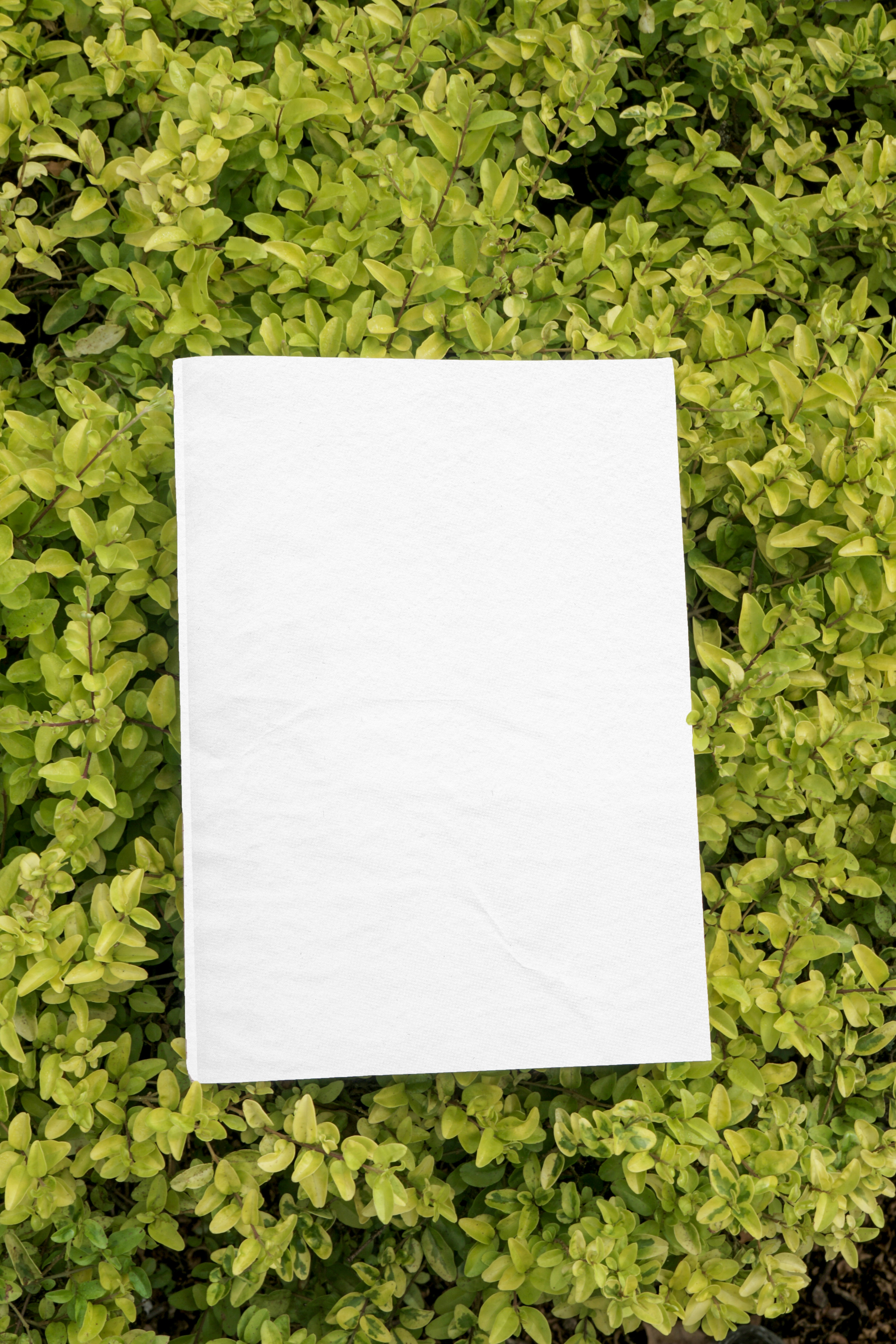 a piece of white paper sitting on top of a green bush