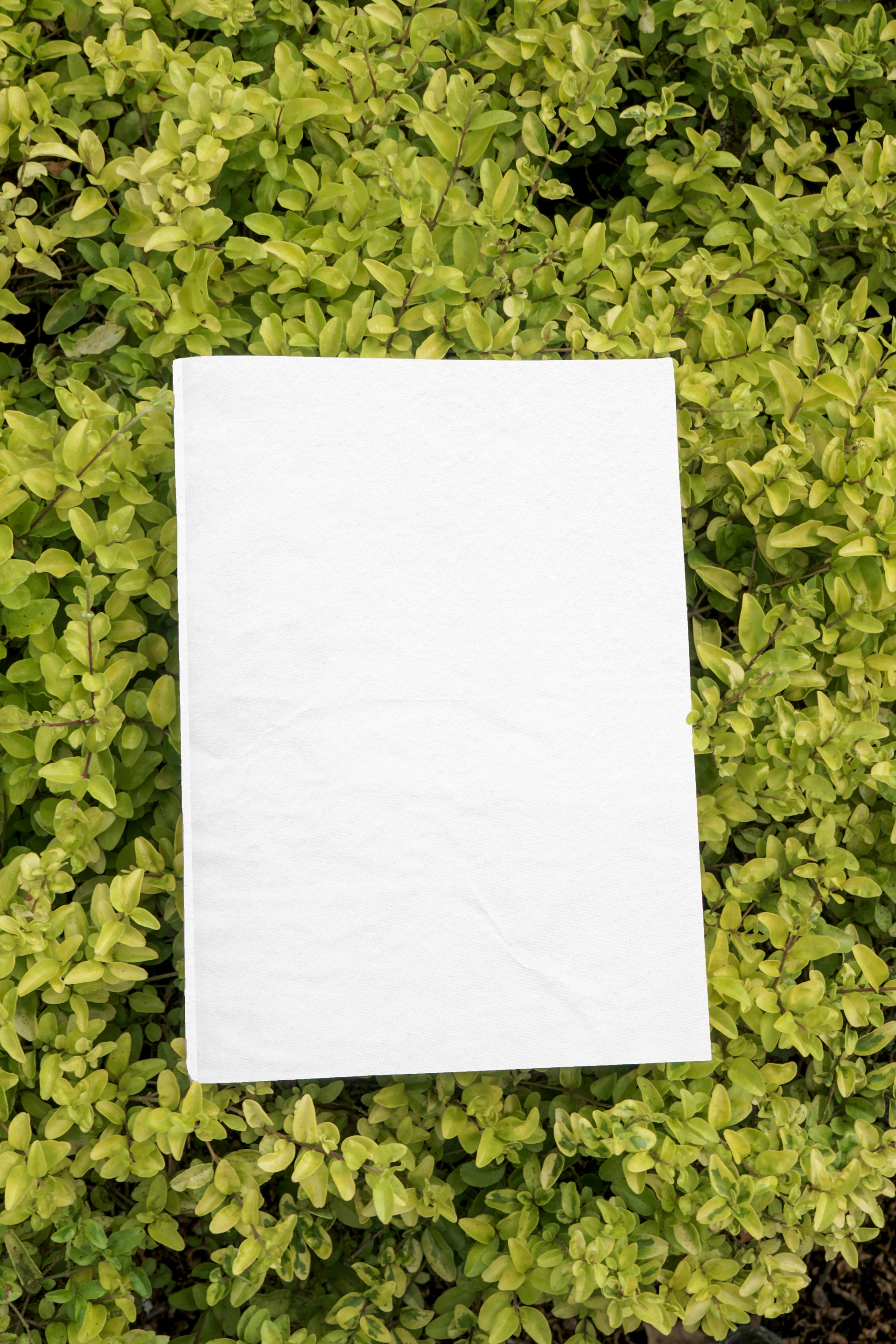 a piece of white paper sitting on top of a green bush