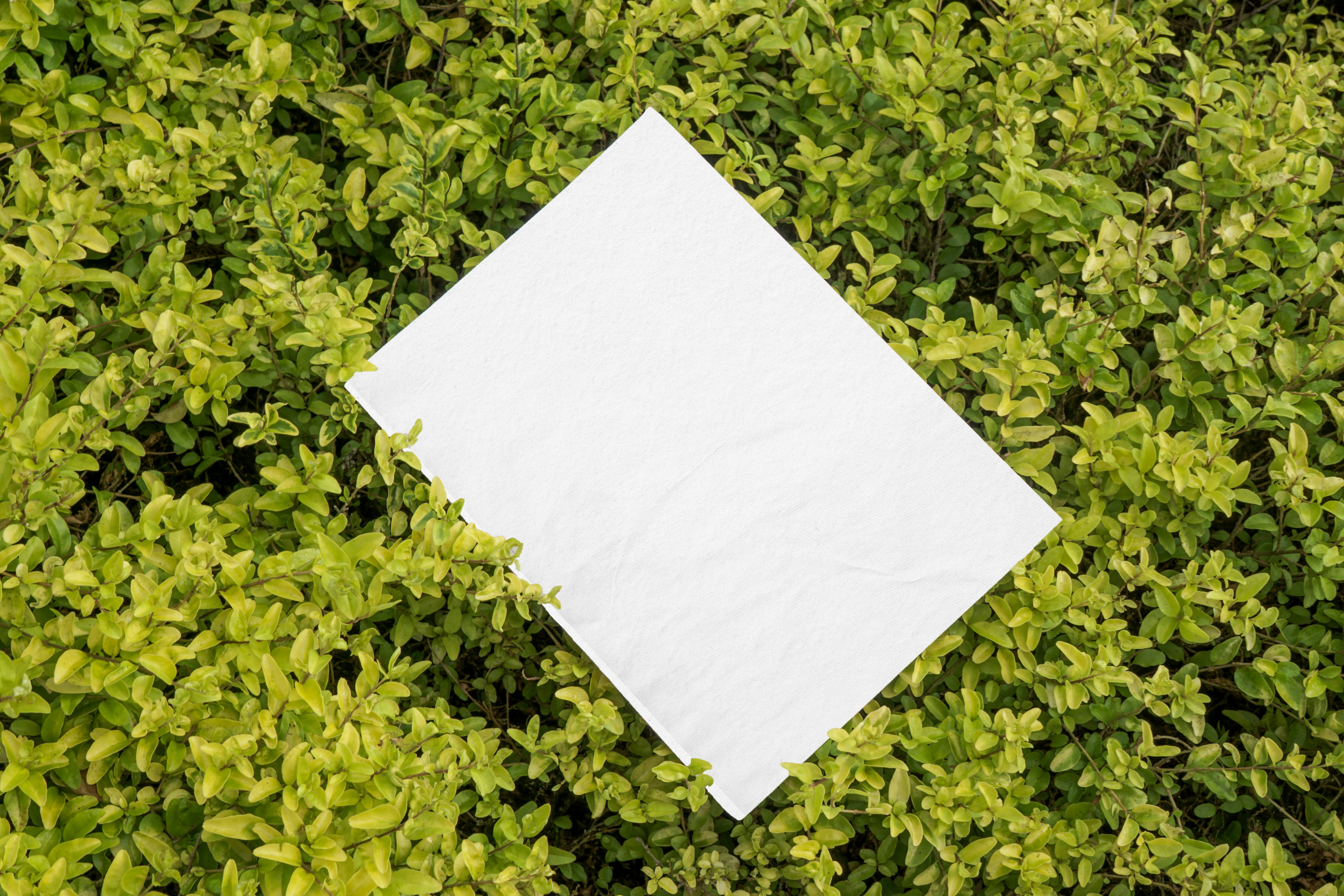 a piece of white paper sitting on top of a green bush