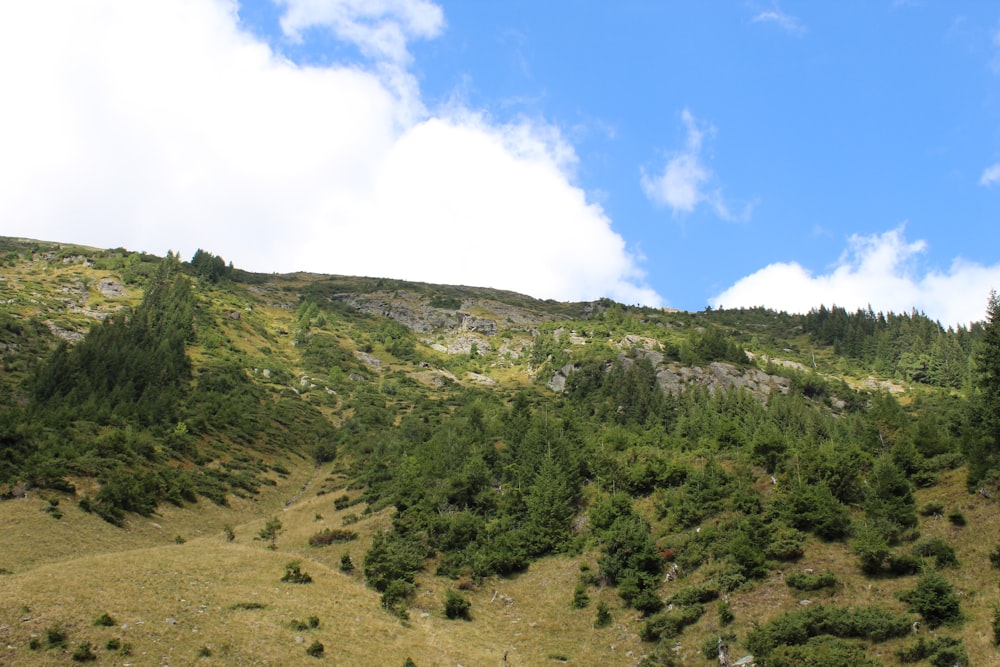 a hill with trees on the side of it