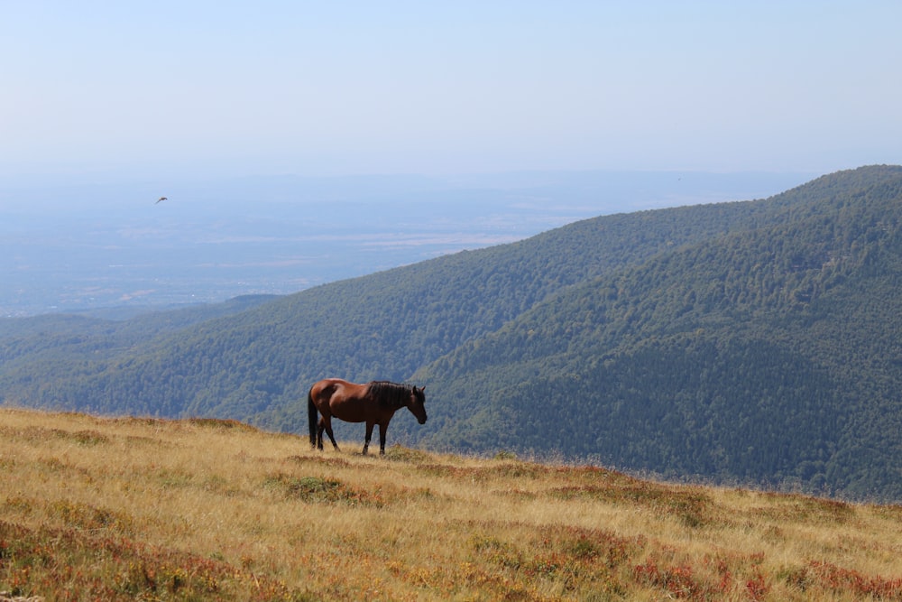 un caballo marrón parado en la cima de una ladera cubierta de hierba