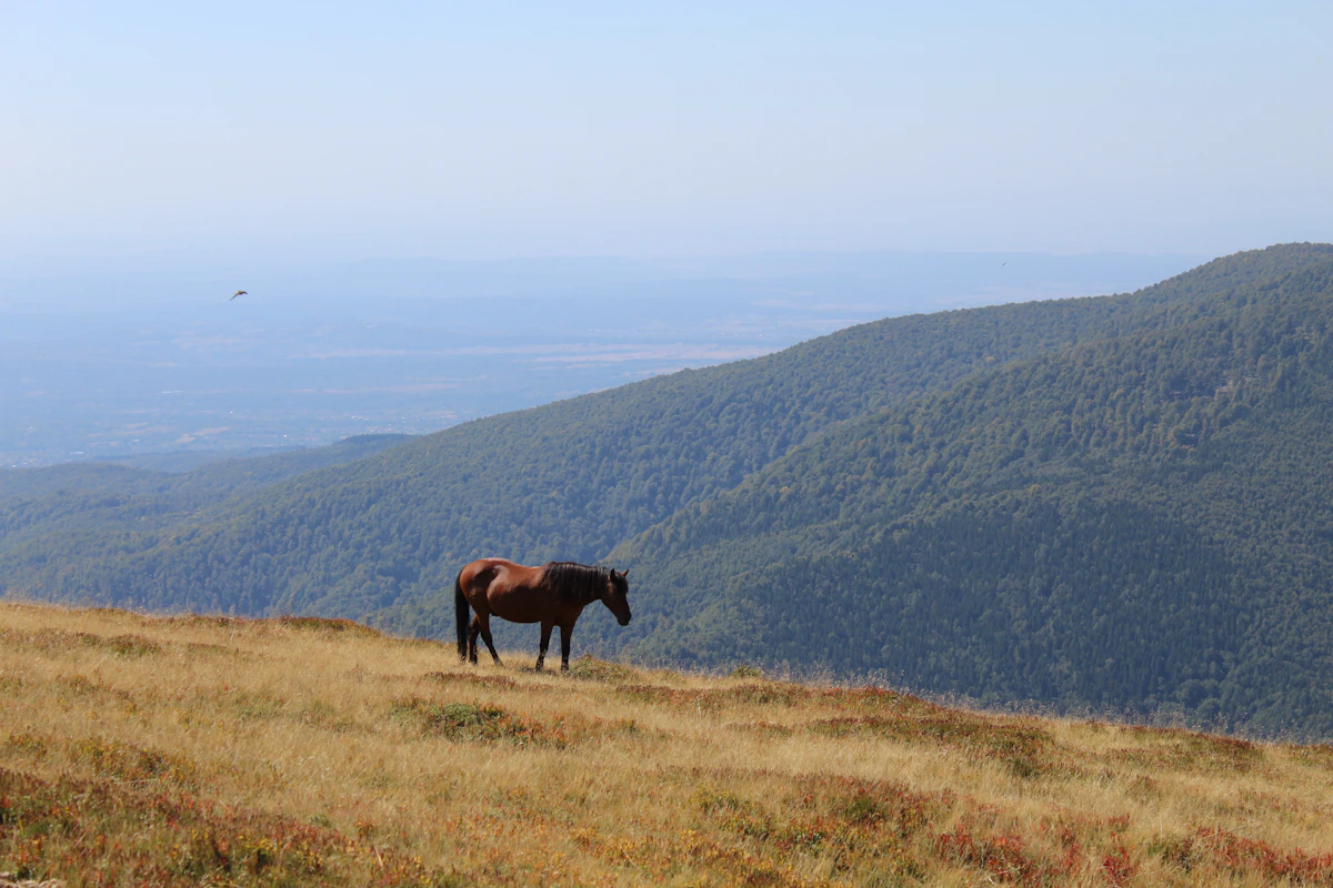 Cazare în Rânca: pășune pe Transalpina, cu dealurile Gorjului în zare