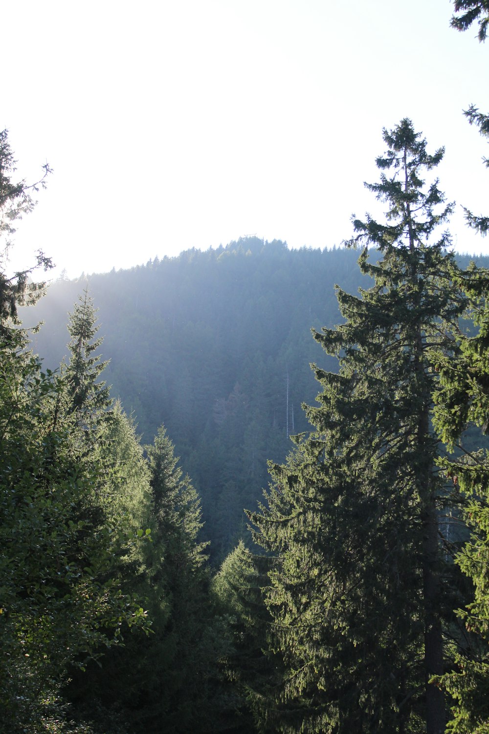 uma floresta cheia de árvores verdes altas