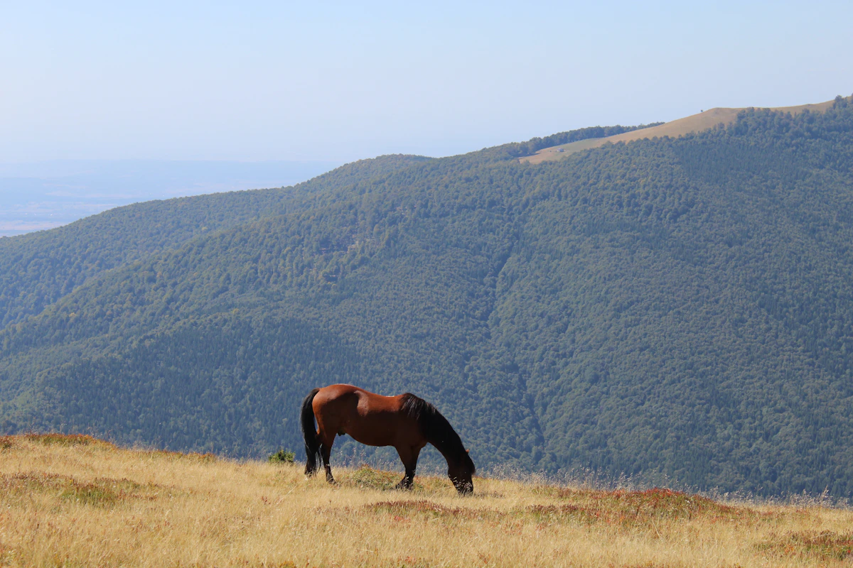 Cazare în Rânca: cal pe pășunea de pe Transalpina, deasupra stațiunii