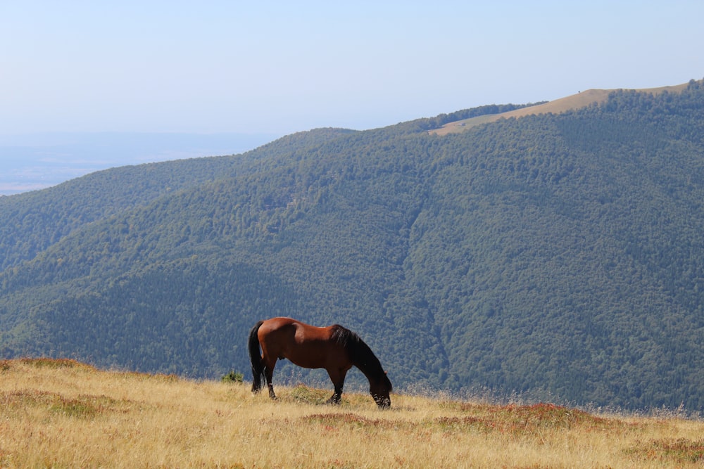 a horse grazes on the side of a hill