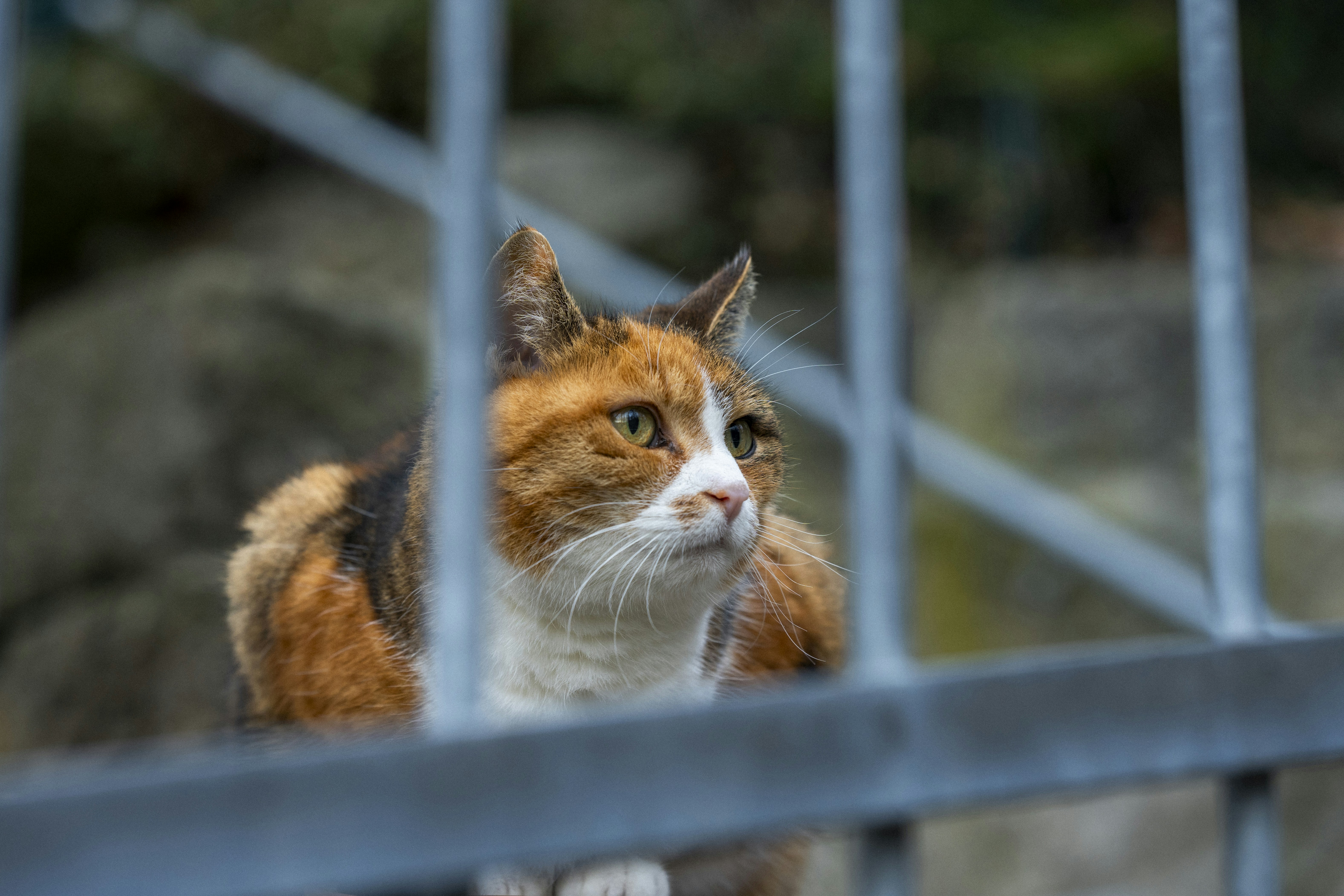 Do Cats Remember Their Mistakes? (image credits: unsplash)