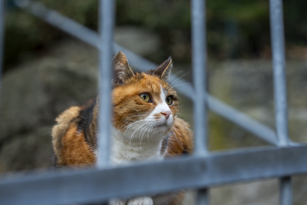 an orange and white cat behind a metal fence