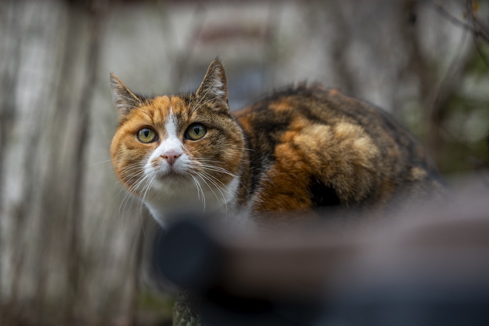 a close up of a cat near a tree