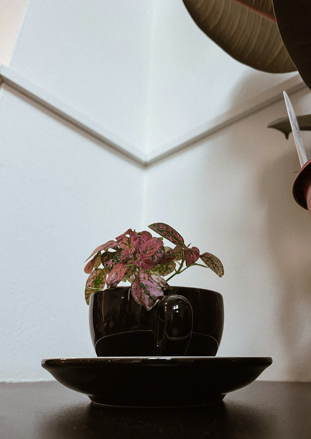 a potted plant sitting on top of a black plate