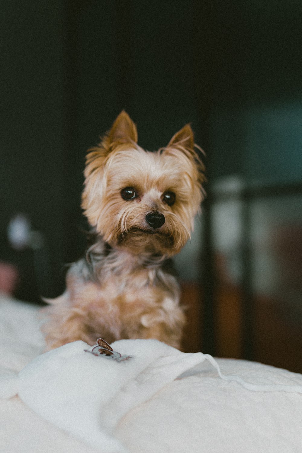 a small dog sitting on top of a bed