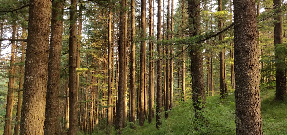 a forest filled with lots of tall trees