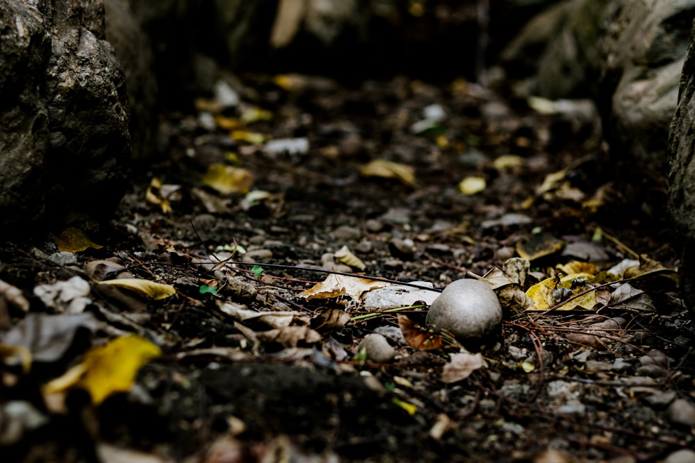 a white ball sitting on top of a forest floor