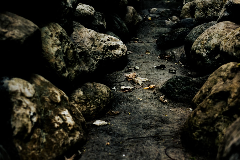 a dirt path with rocks and leaves on the ground