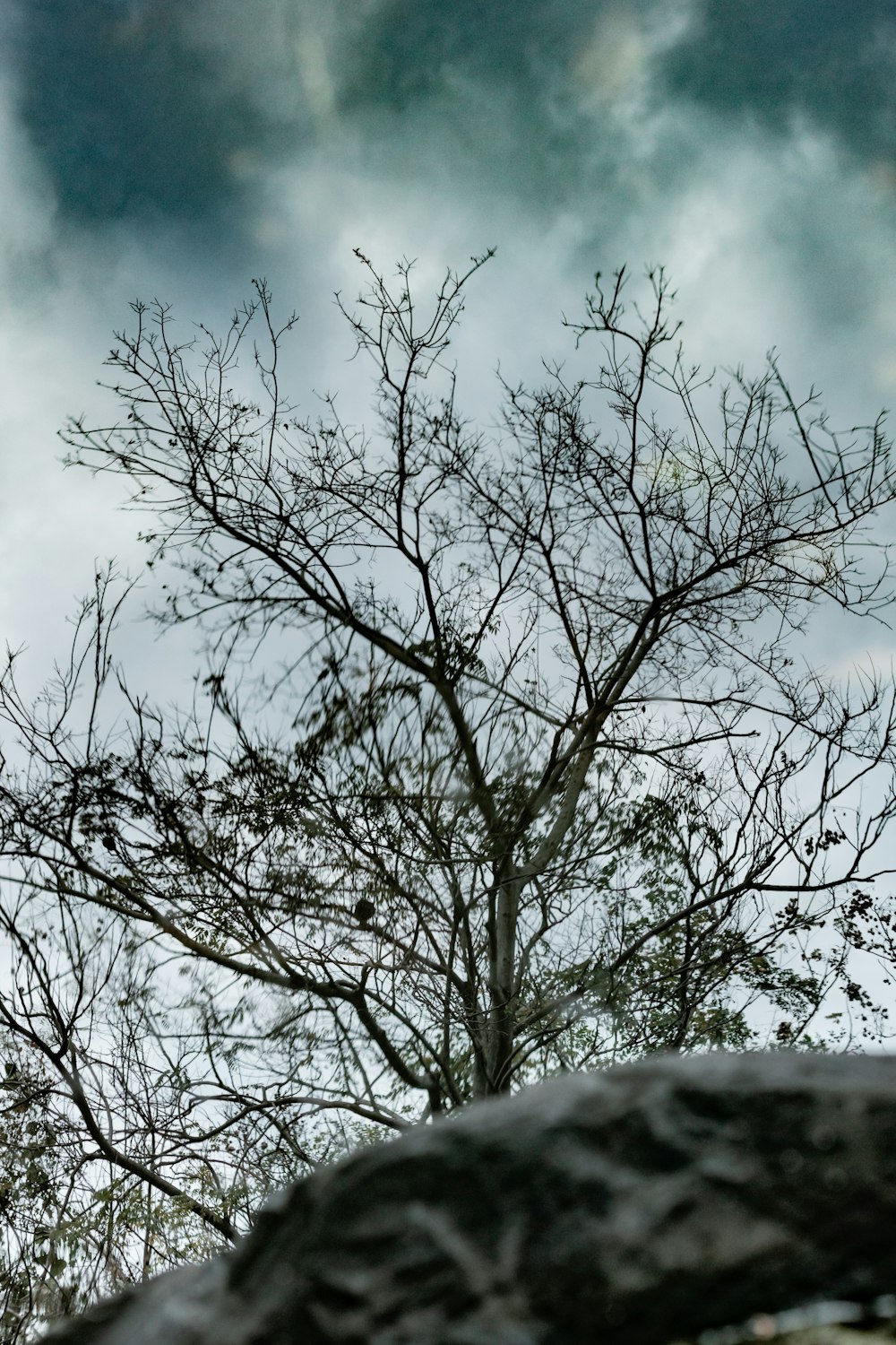 a bird is perched on a branch of a tree