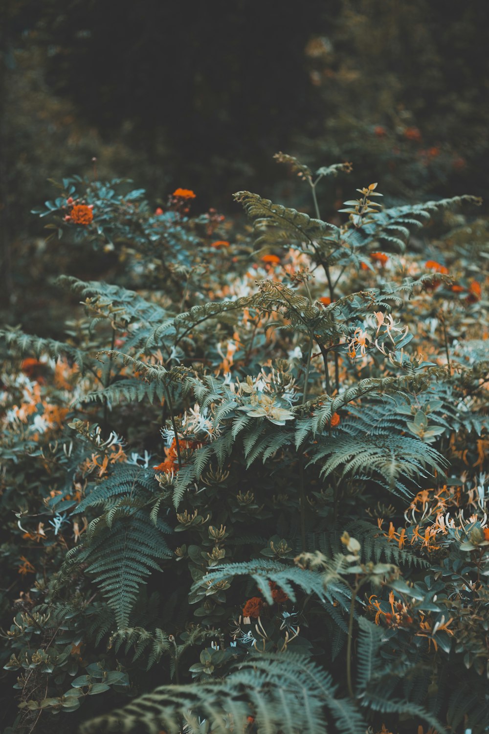 a bunch of plants that are in the grass