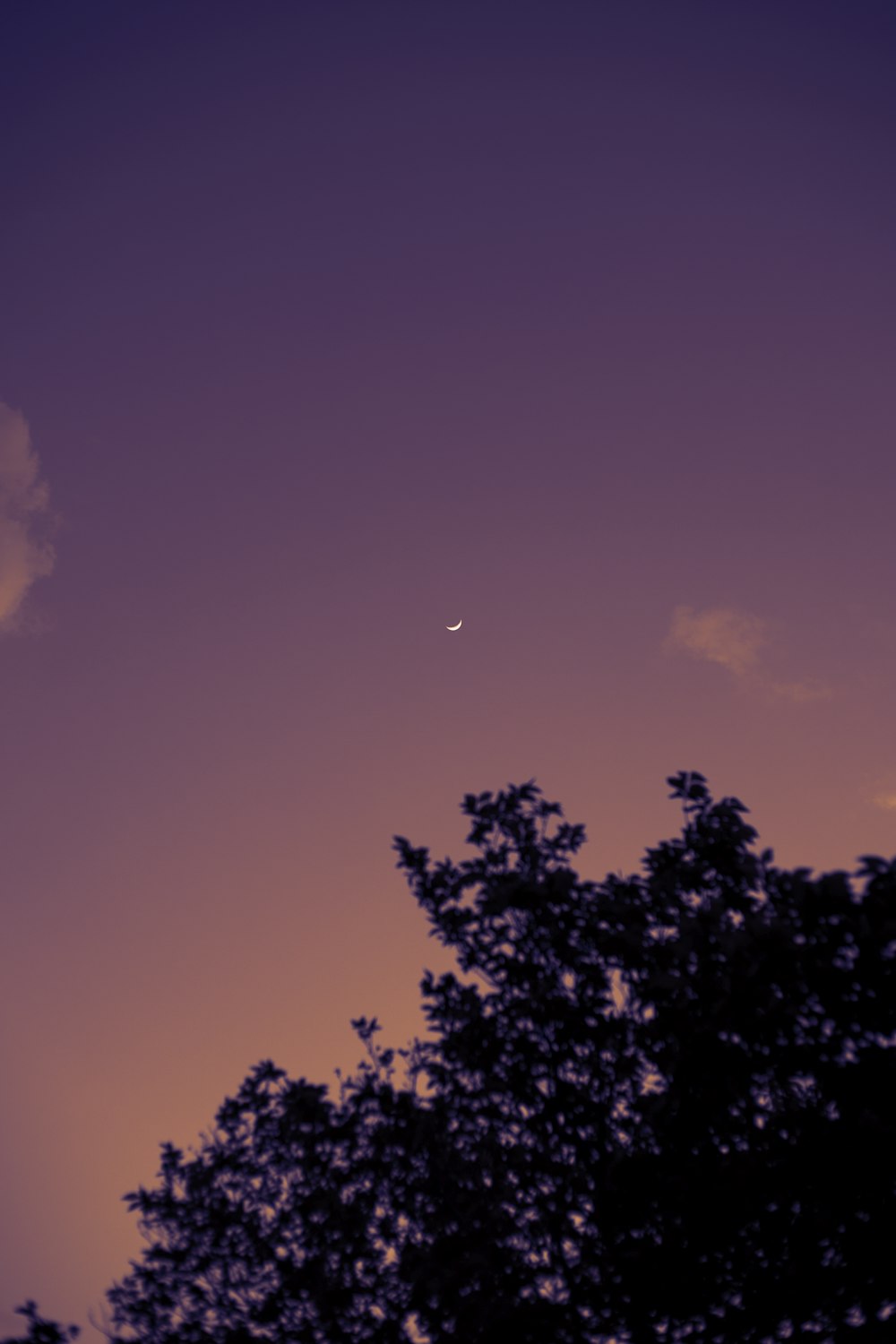 a plane flying in the sky with a tree in the foreground