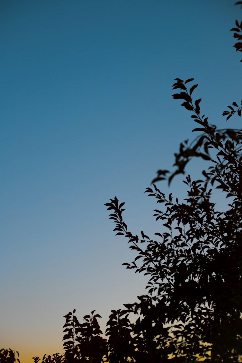 a plane flying in the sky over a tree