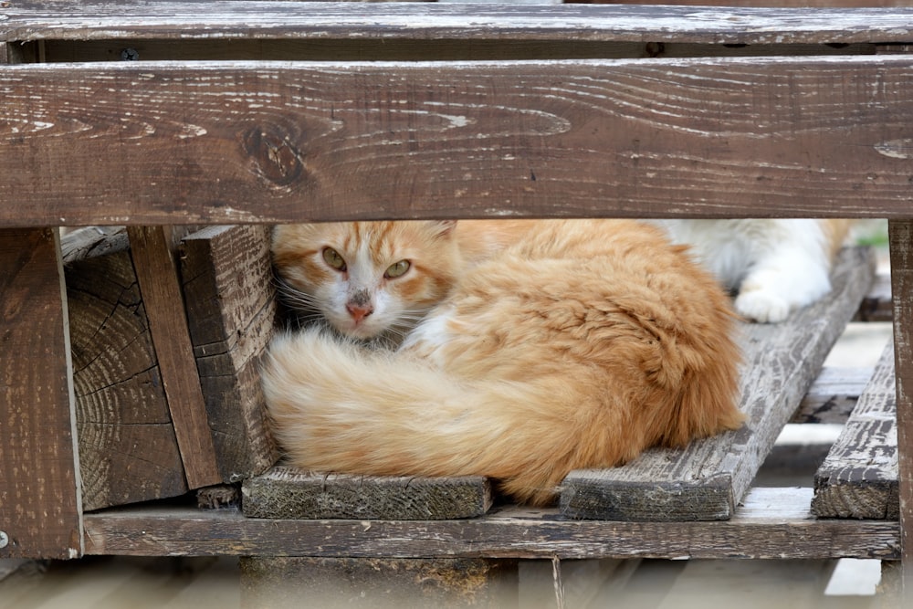 an orange and white cat laying on top of a wooden bench