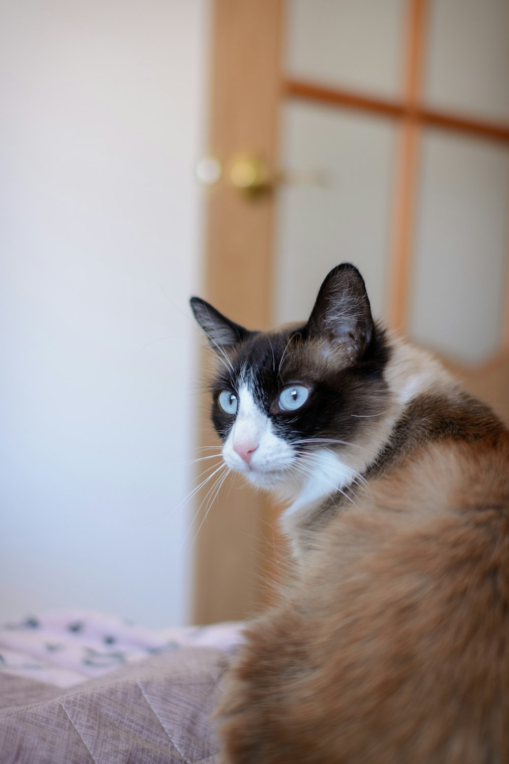 a cat with blue eyes sitting on a bed