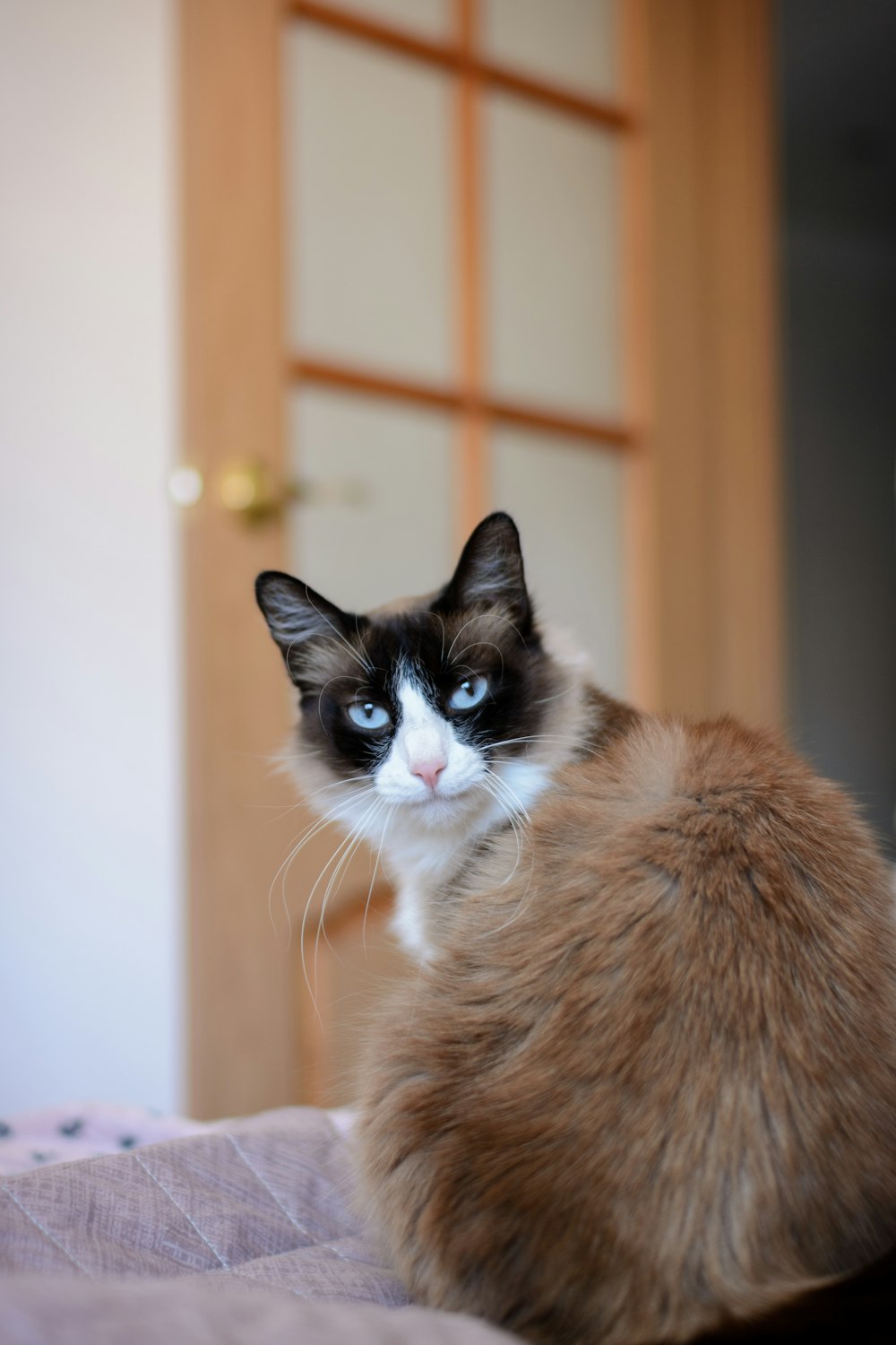 a cat with blue eyes sitting on a bed