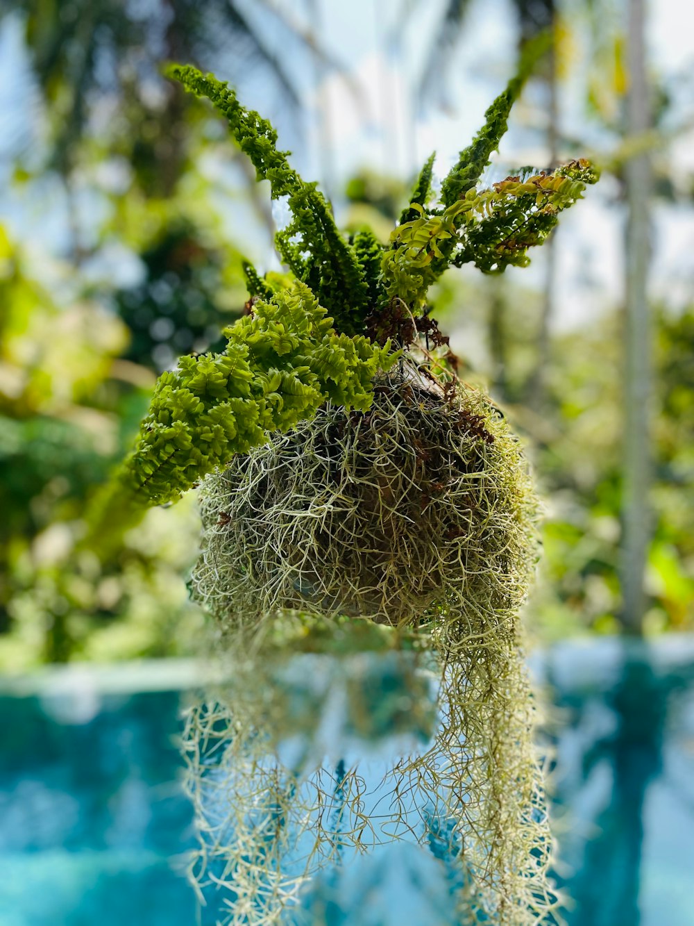 a plant hanging from a tree in a pool