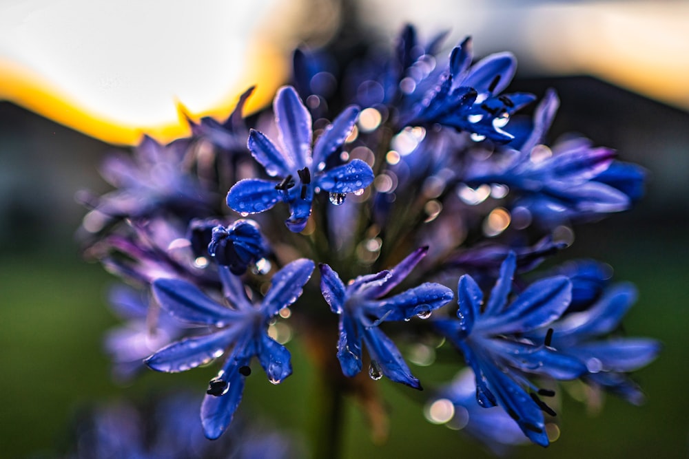 a blue flower with drops of water on it