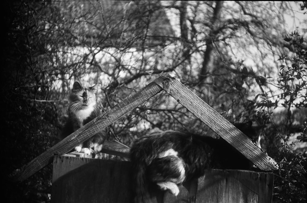 un chat assis au sommet d’une structure en bois